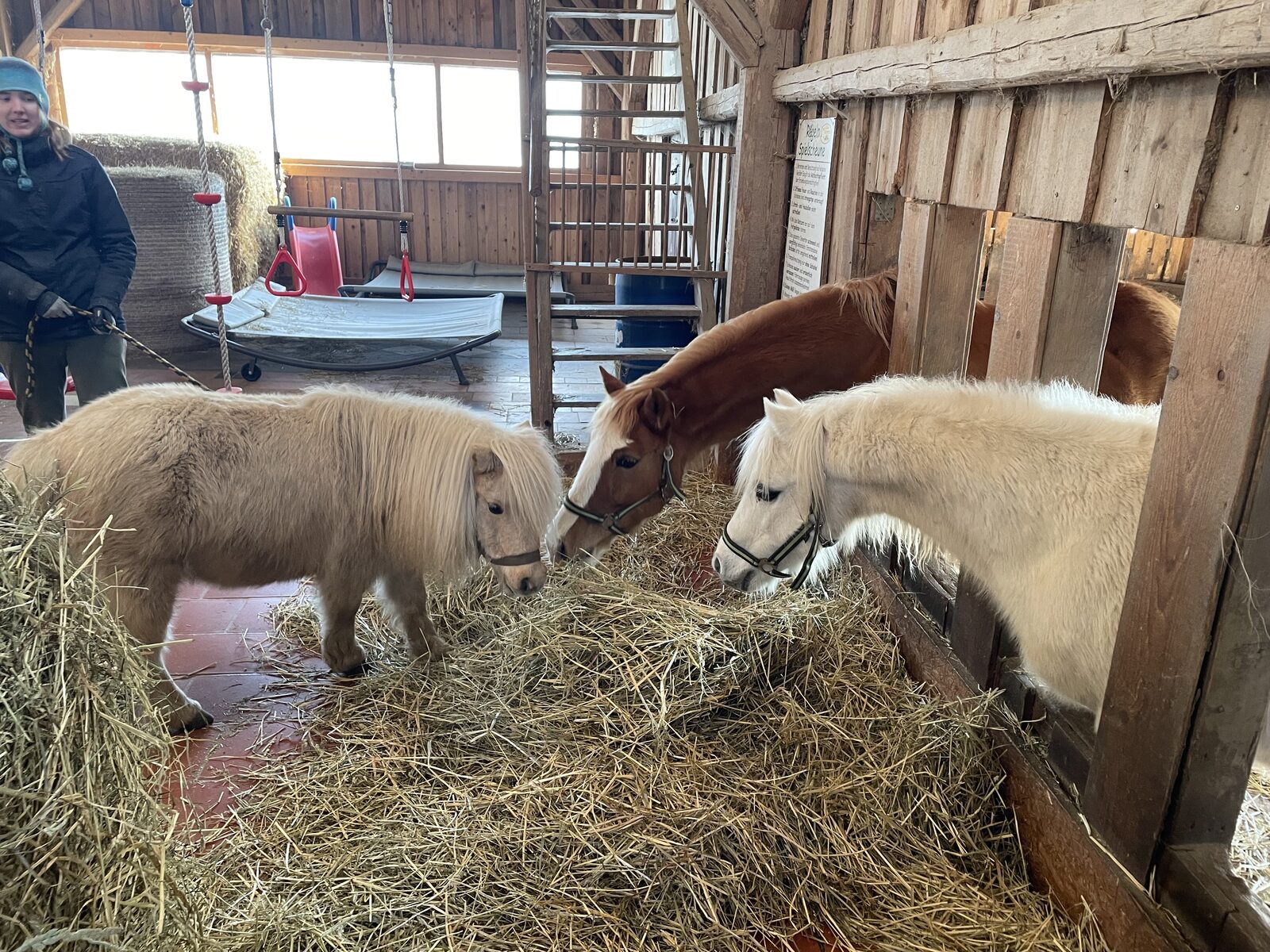 Ponys beim Heufressen